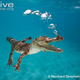 Illustration for article titled Sunday Crocodilian - Crocodylus porosus Edition